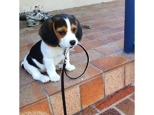 Υπέροχα κουτάβια Beagle.